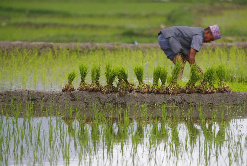 圖為6月28日，尼泊爾加德滿都一名農民種植水稻。（AP）