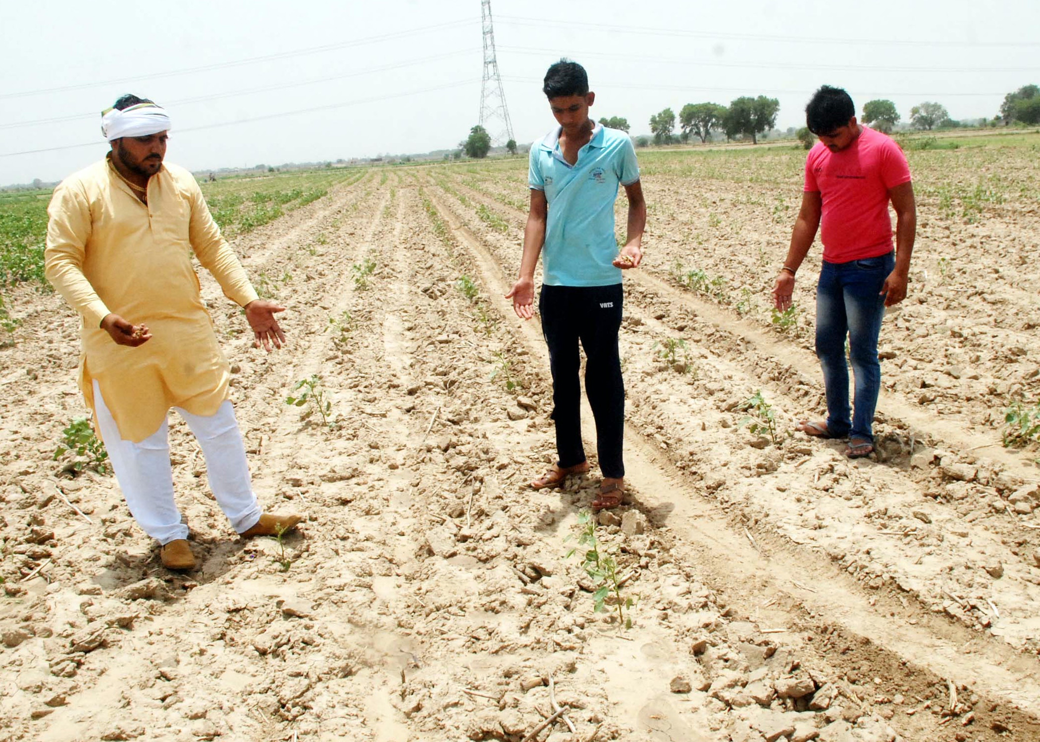 圖為6月27日印度賈傑賈爾一個村莊，農民剛種植的農作物正被蝗蟲攻擊。（Getty）