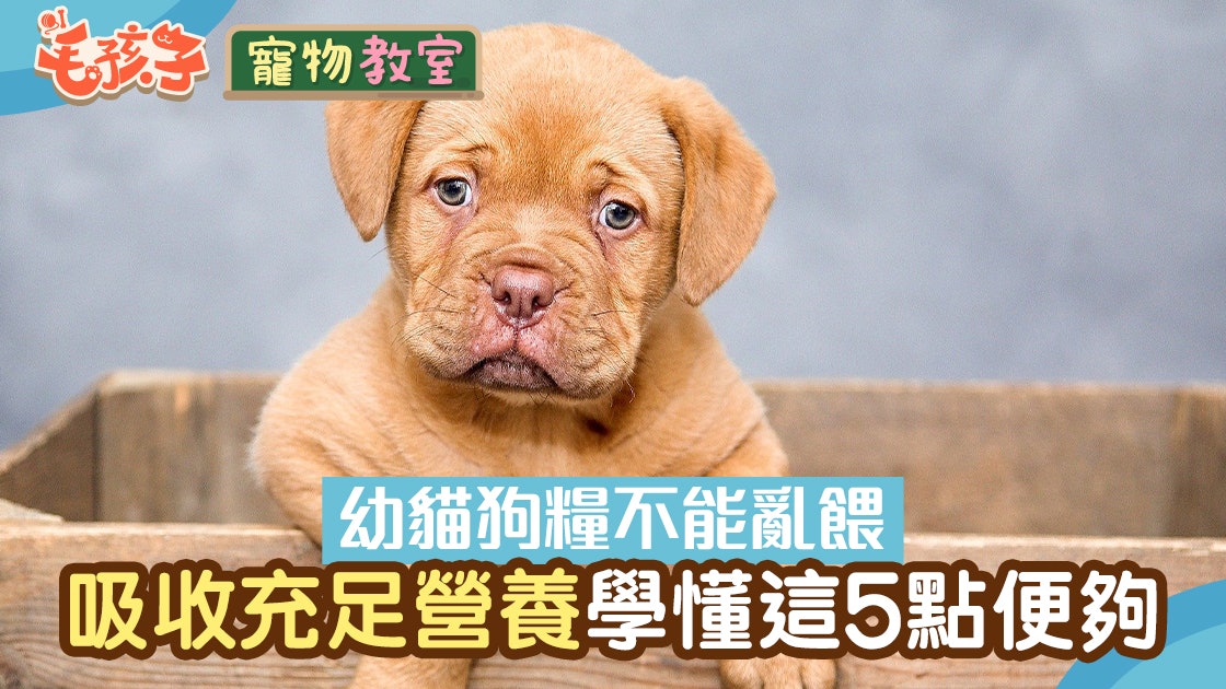 台灣動物新聞網 香港01