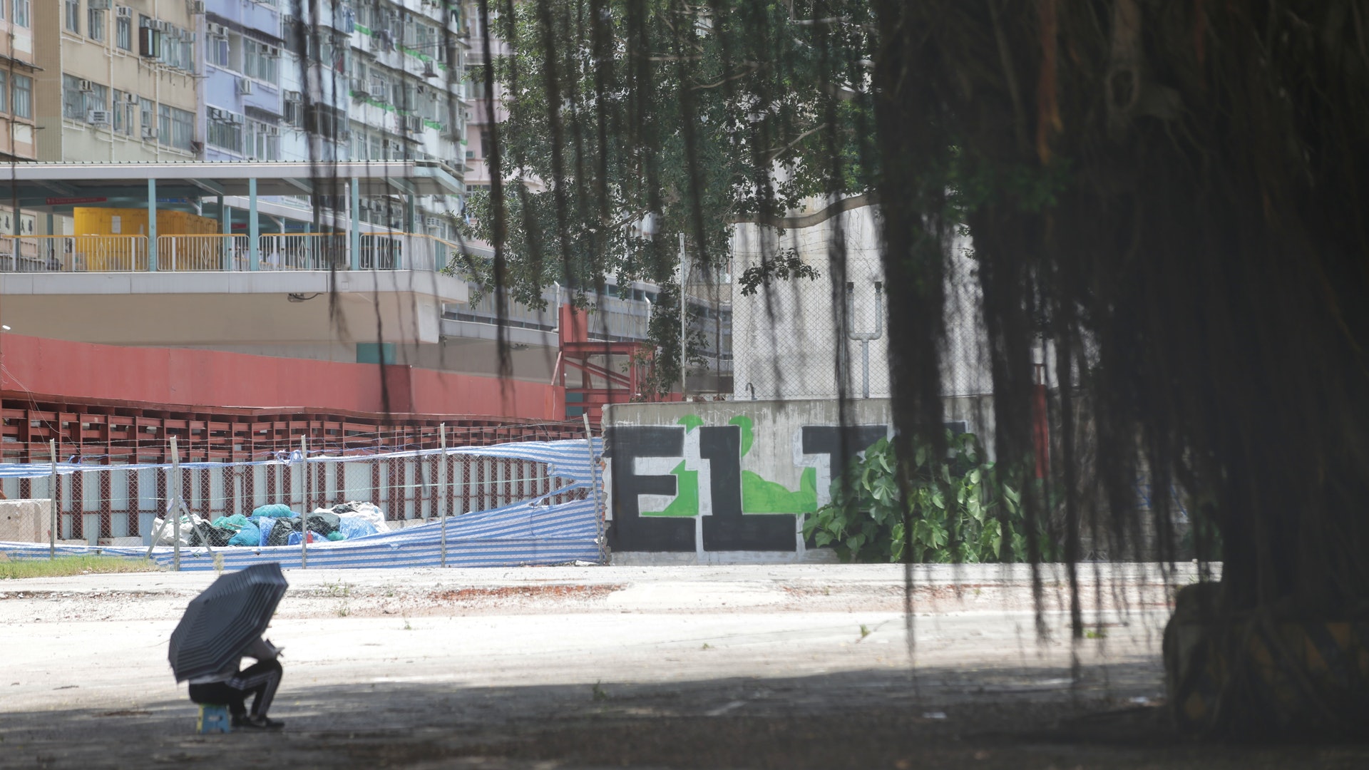 旺角舊水務署遺址有兩棵細葉榕,矗立在空地中心,樹冠延伸之廣算是旺角區罕有。(黃偉民攝) 旺角舊水務署遺址有兩棵細葉榕,矗立在空地中心,樹冠延伸之廣算是旺角區罕有。(黃偉民攝)