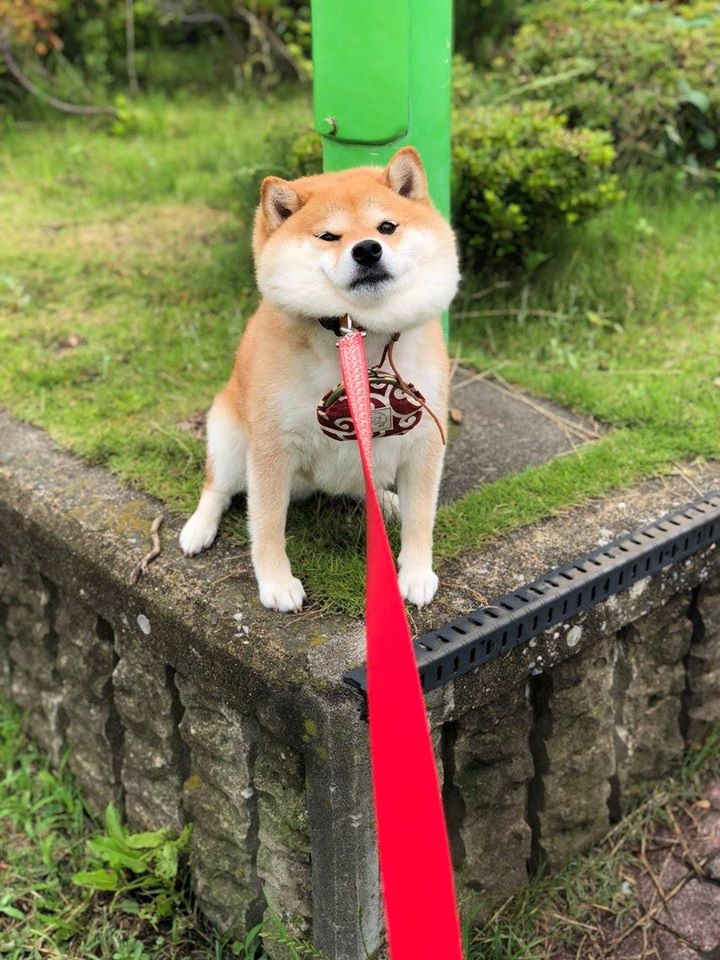 一聽到回家秒變臉5隻日本最倔強柴犬這隻出名到有寫真集 香港01 寵物