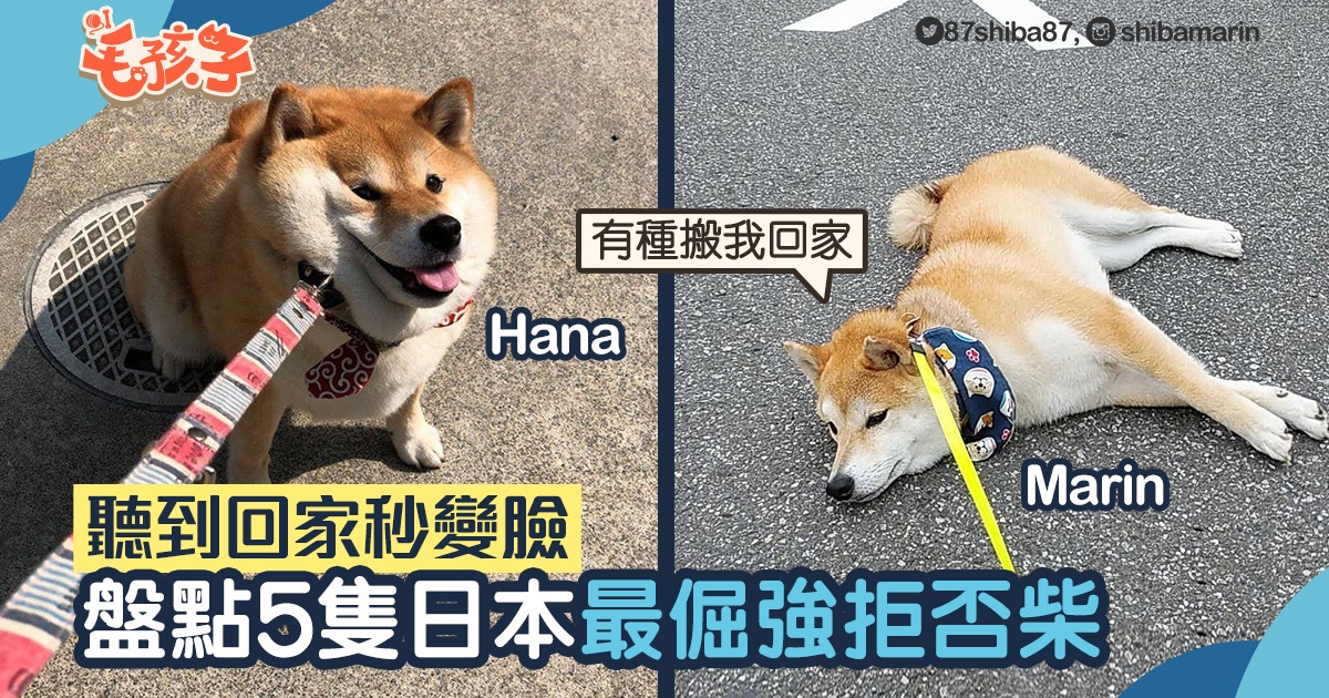 一聽到回家秒變臉5隻日本最倔強柴犬這隻出名到有寫真集 香港01 寵物 一聽到回家秒變臉5隻日本最倔強柴犬這隻出名到有寫真集 香港01 寵物