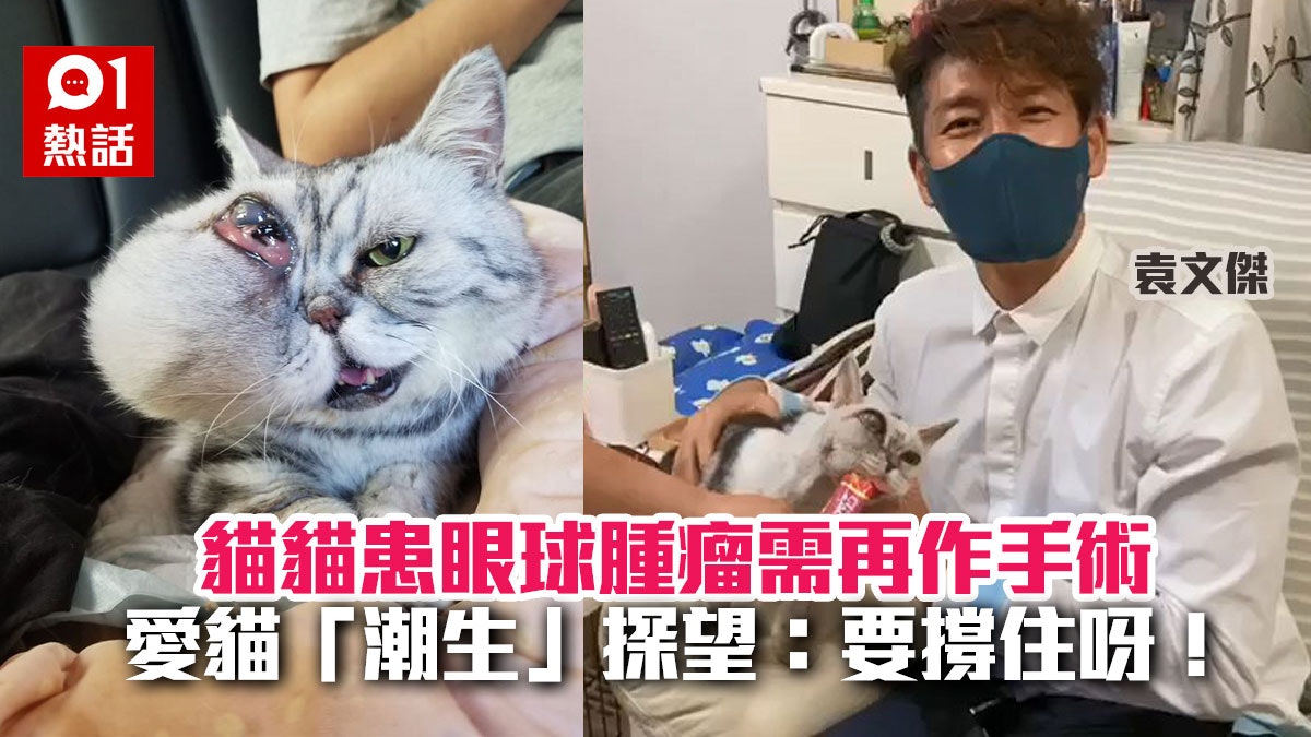 貓貓眼球生腫瘤致面容變形　袁文傑探望打氣　網民集氣祝手術成功
