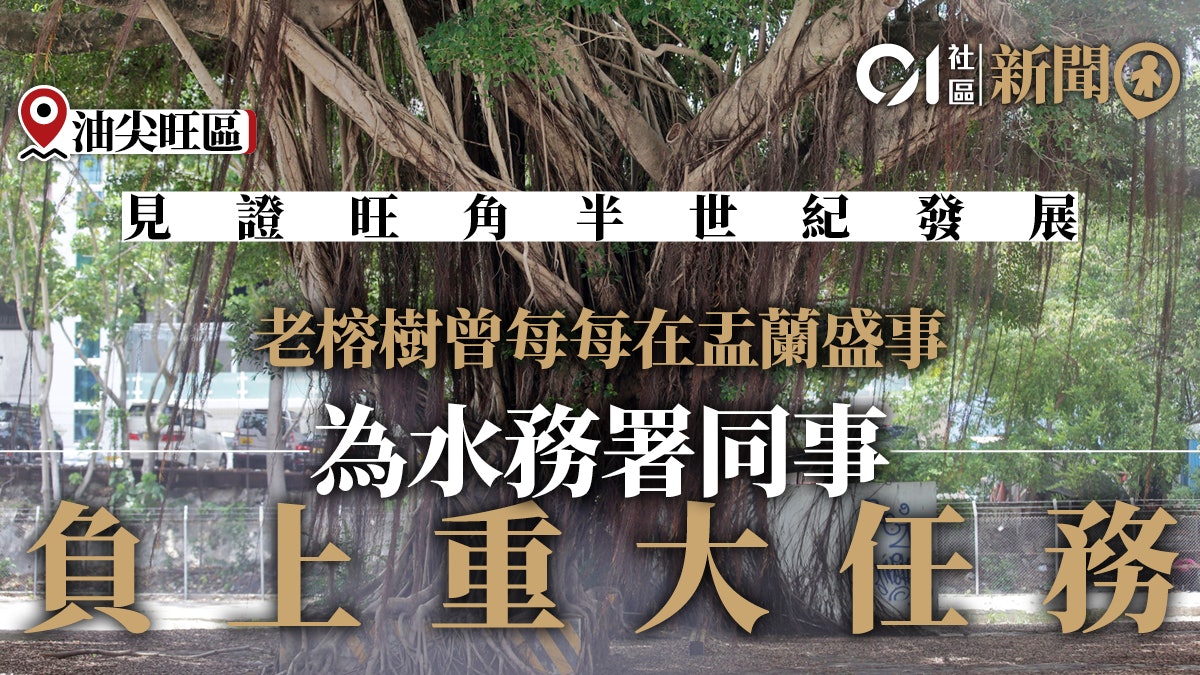 旺角古樹】旺角舊水務署原址保留細葉榕區議員:老樹安撫人心 旺角古樹】旺角舊水務署原址保留細葉榕區議員:老樹安撫人心
