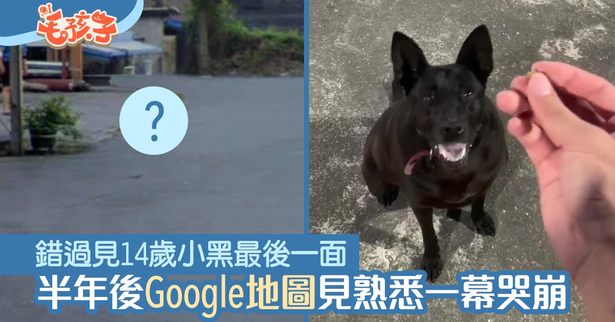心結 錯過見唐狗最後一面台男見google街景熟悉一幕瞬間淚崩 香港01 寵物