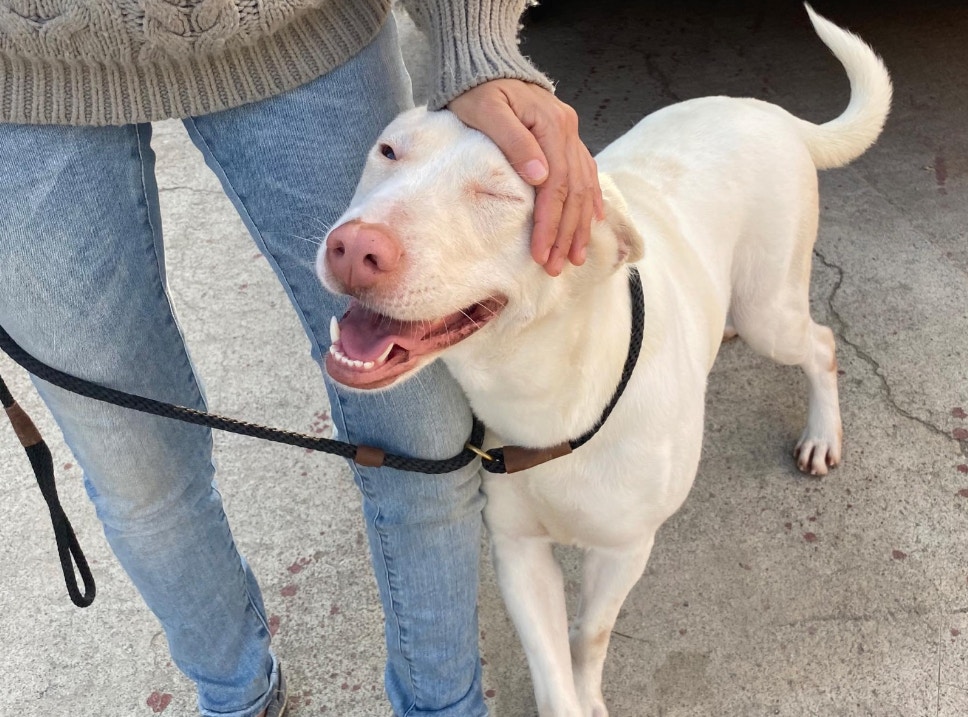 「浪舍事件」倖存毛孩雪米糍。(阿棍屋提供) 「浪舍事件」倖存毛孩雪米糍。(阿棍屋提供)