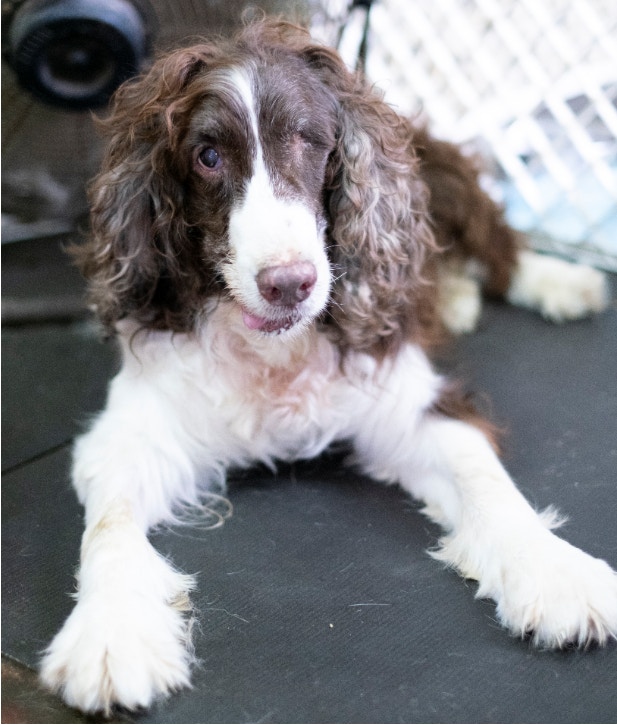 朱古力左眼本患白內障,又因左眼壓過大,經常頭暈,大聲哭叫。(沙律家提供) 朱古力左眼本患白內障,又因左眼壓過大,經常頭暈,大聲哭叫。(沙律家提供)