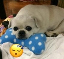 Bax慘患膀胱癌,被狠心遺棄到漁護署。(LAP提供) Bax慘患膀胱癌,被狠心遺棄到漁護署。(LAP提供)