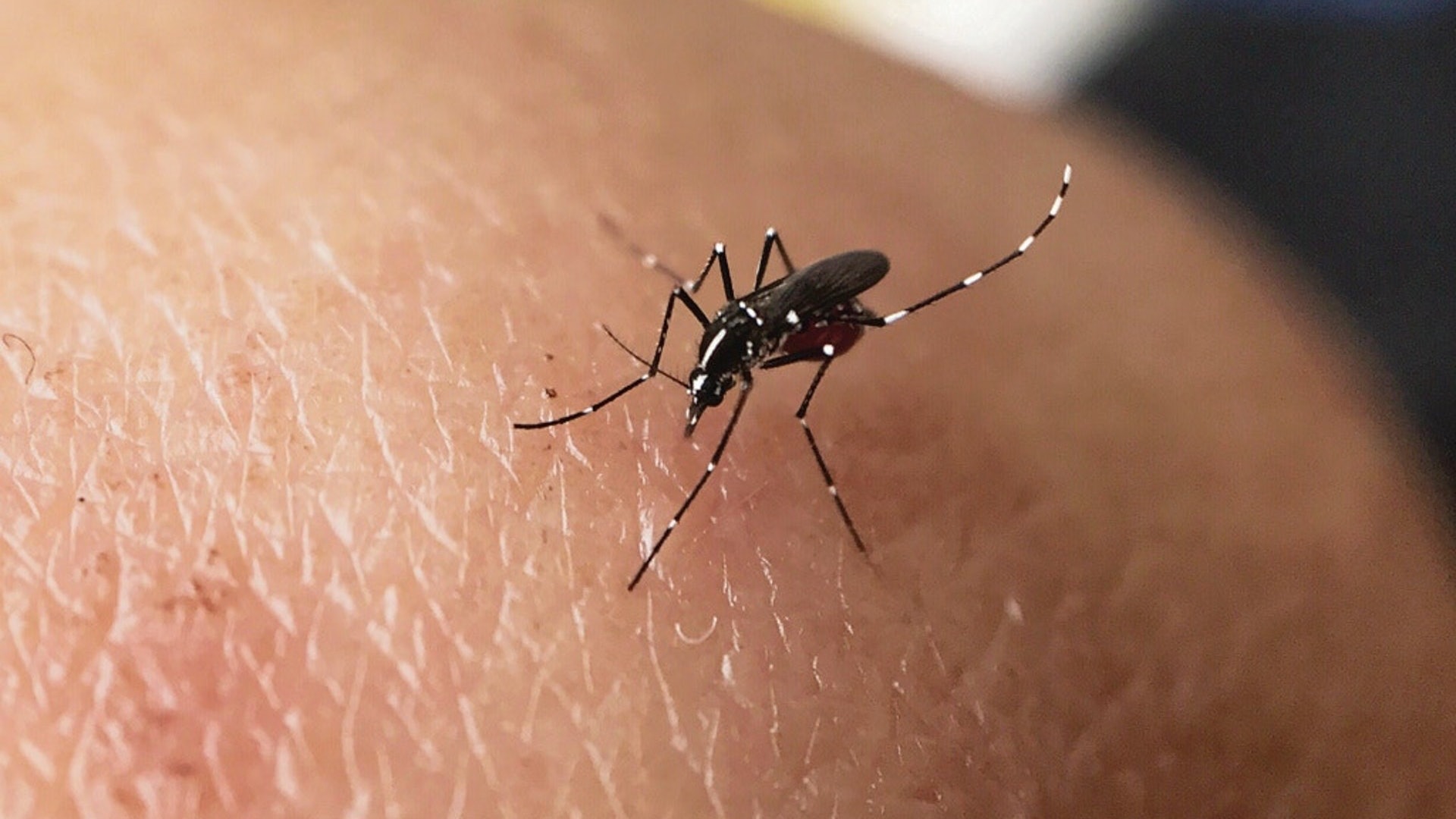 蚊子最愛臭男人 台醫生分析三大惹蚊特質鍾意食肉原來唔關事 蚊子最愛臭男人 台醫生分析三大惹蚊特質鍾意食肉原來唔關事