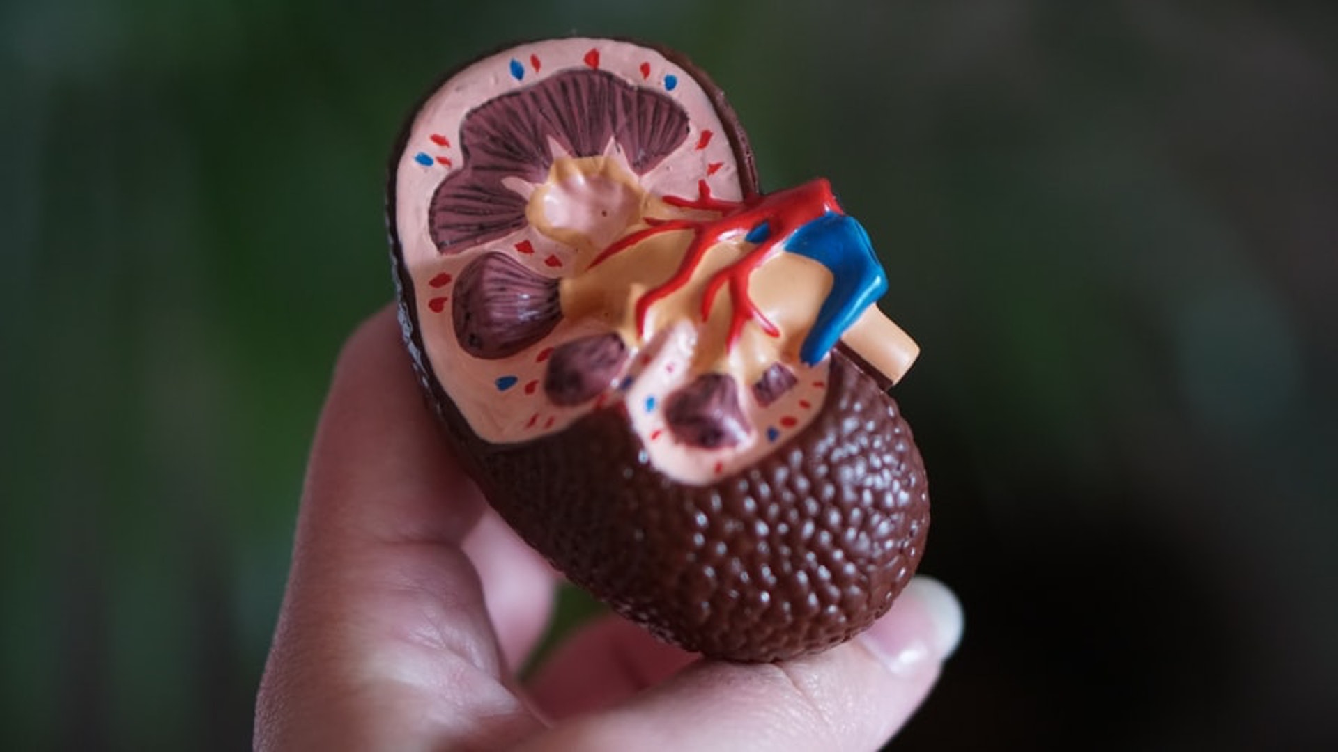 急性腎功能衰竭指短時間內腎功能減退或者消失。(Unsplash/ averey) 急性腎功能衰竭指短時間內腎功能減退或者消失。(Unsplash/ averey)