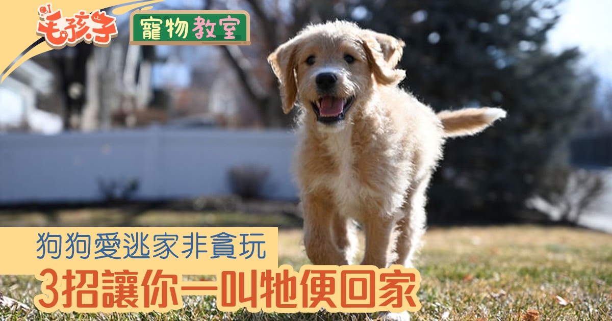 狗行為 狗狗逃跑未必是貪玩學會3招輕鬆應對 脫韁毛孩