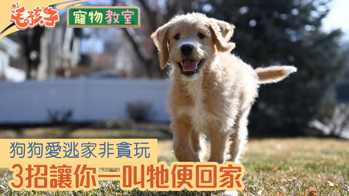 狗行為 狗狗逃跑未必是貪玩學會3招輕鬆應對 脫韁毛孩 狗行為 狗狗逃跑未必是貪玩學會3招輕鬆應對 脫韁毛孩