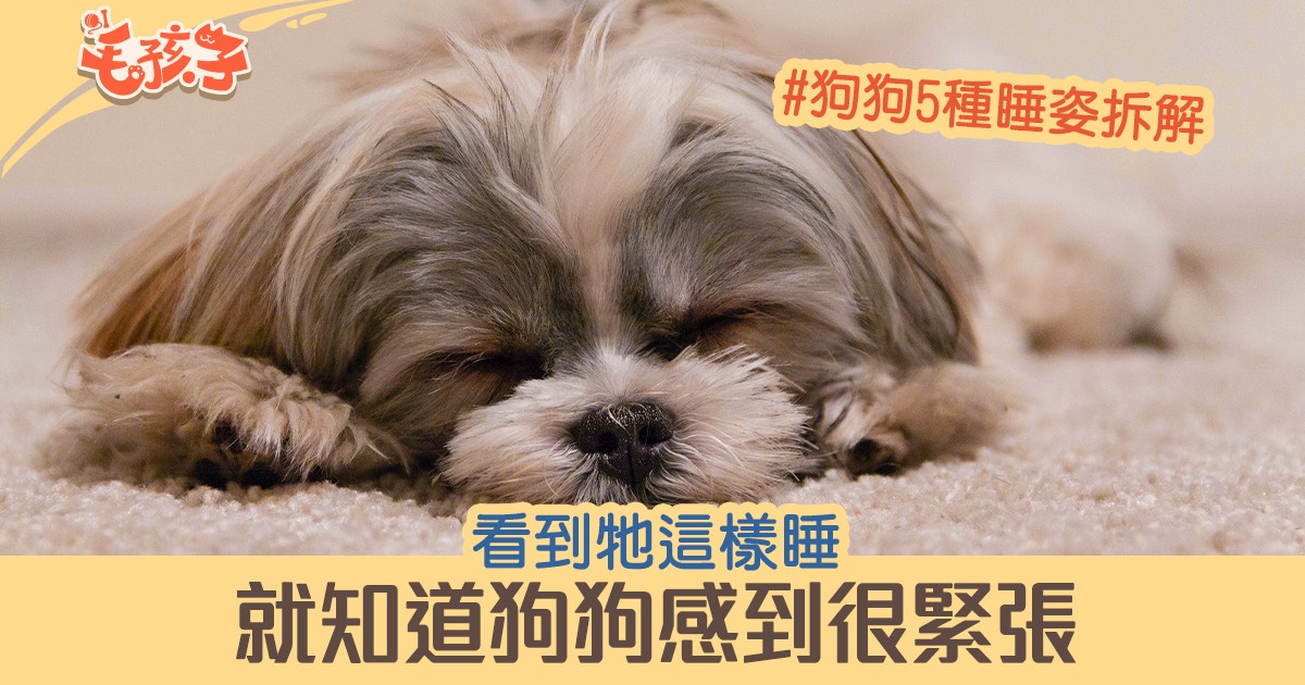 狗睡覺 看到狗狗這樣睡代表牠很緊張拆解5種睡姿含義