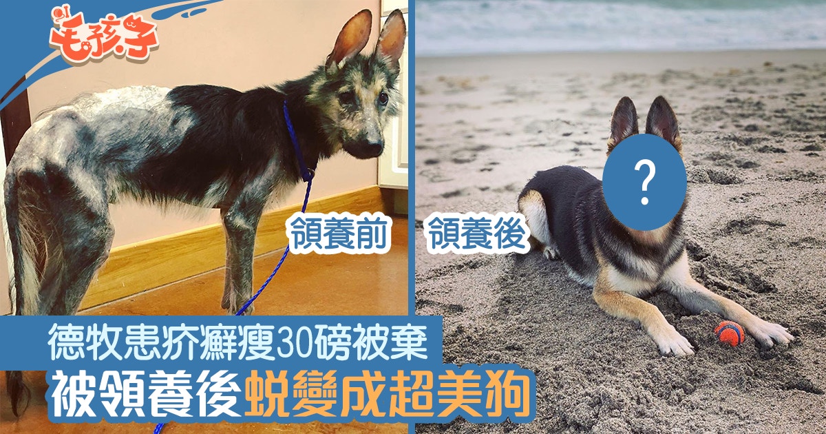 德國牧羊犬 可憐狗患疥癬剩下皮包骨被領養後結局超感人 香港01 寵物