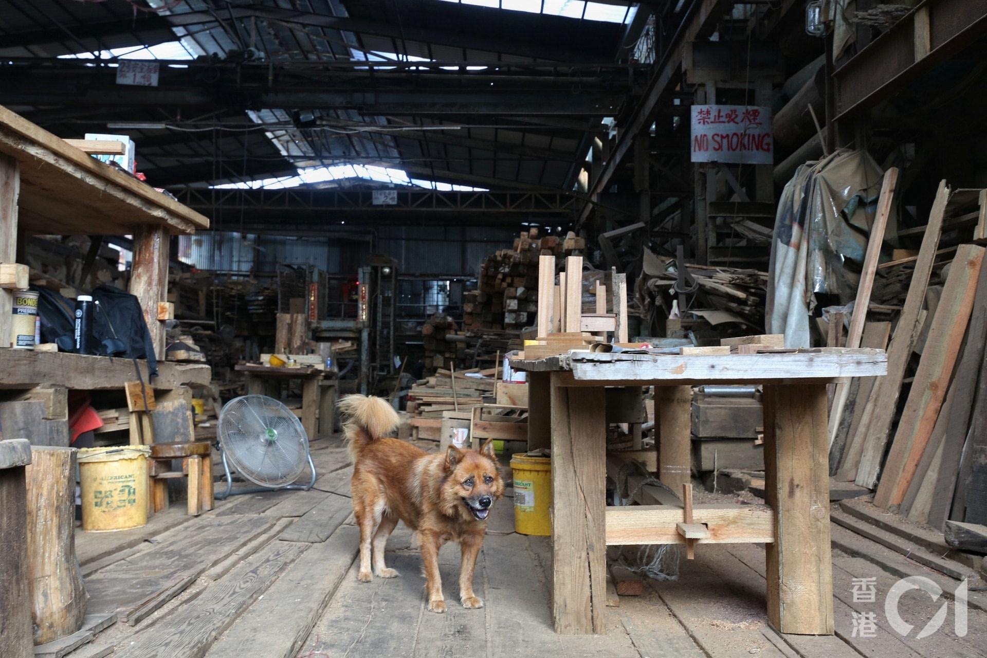 發展局首席助理秘書長(規劃及地政)林智文早前表示,約有260隻狗隻受第一期東北發展計劃影響 。(資料圖片) 發展局首席助理秘書長(規劃及地政)林智文早前表示,約有260隻狗隻受第一期東北發展計劃影響 。(資料圖片)