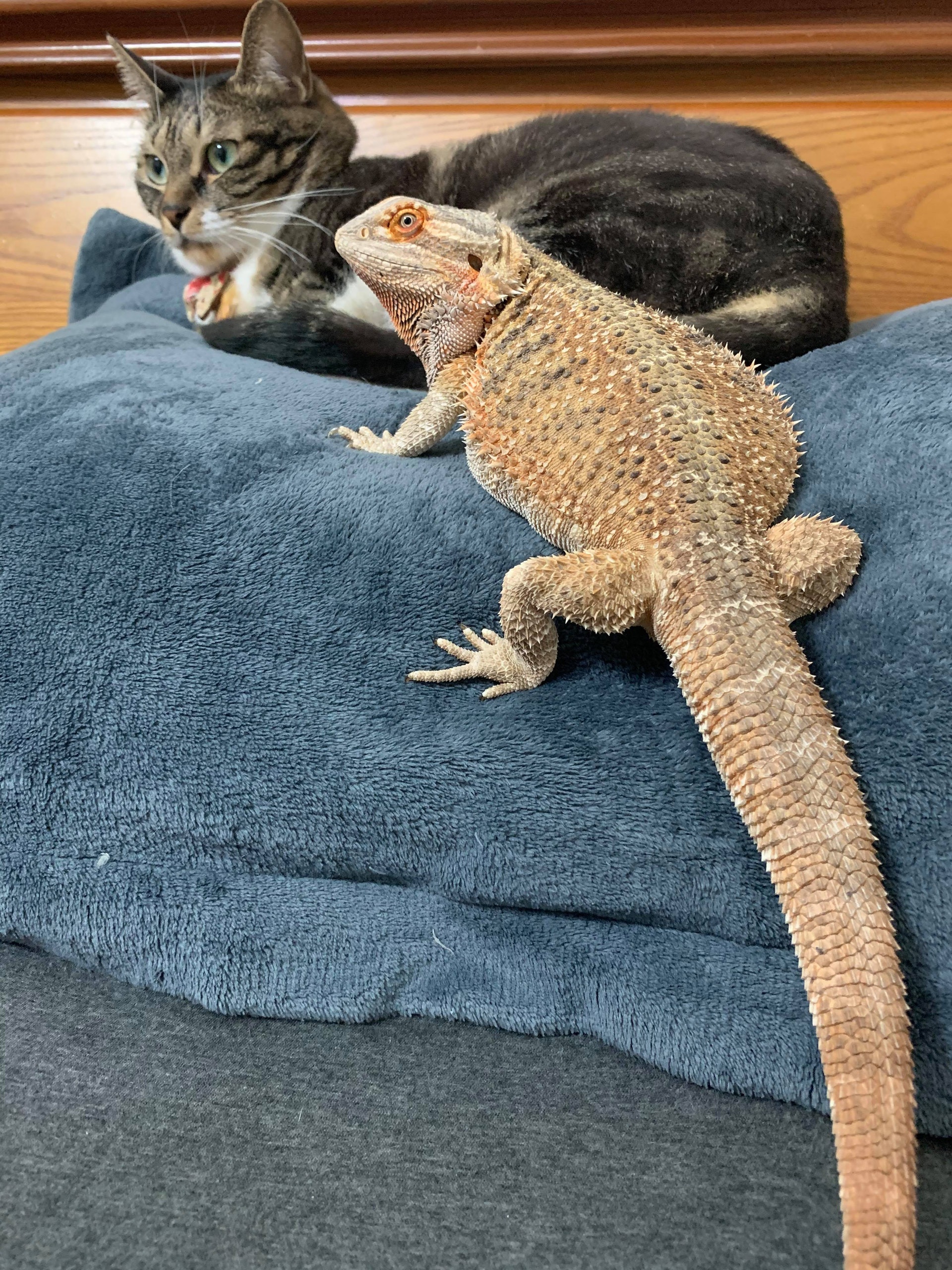 貓貓眼神死做 廢青 鬆獅蜥蜴射隱形死光嚇到喵秒變臉 貓貓眼神死做 廢青 鬆獅蜥蜴射隱形死光嚇到喵秒變臉