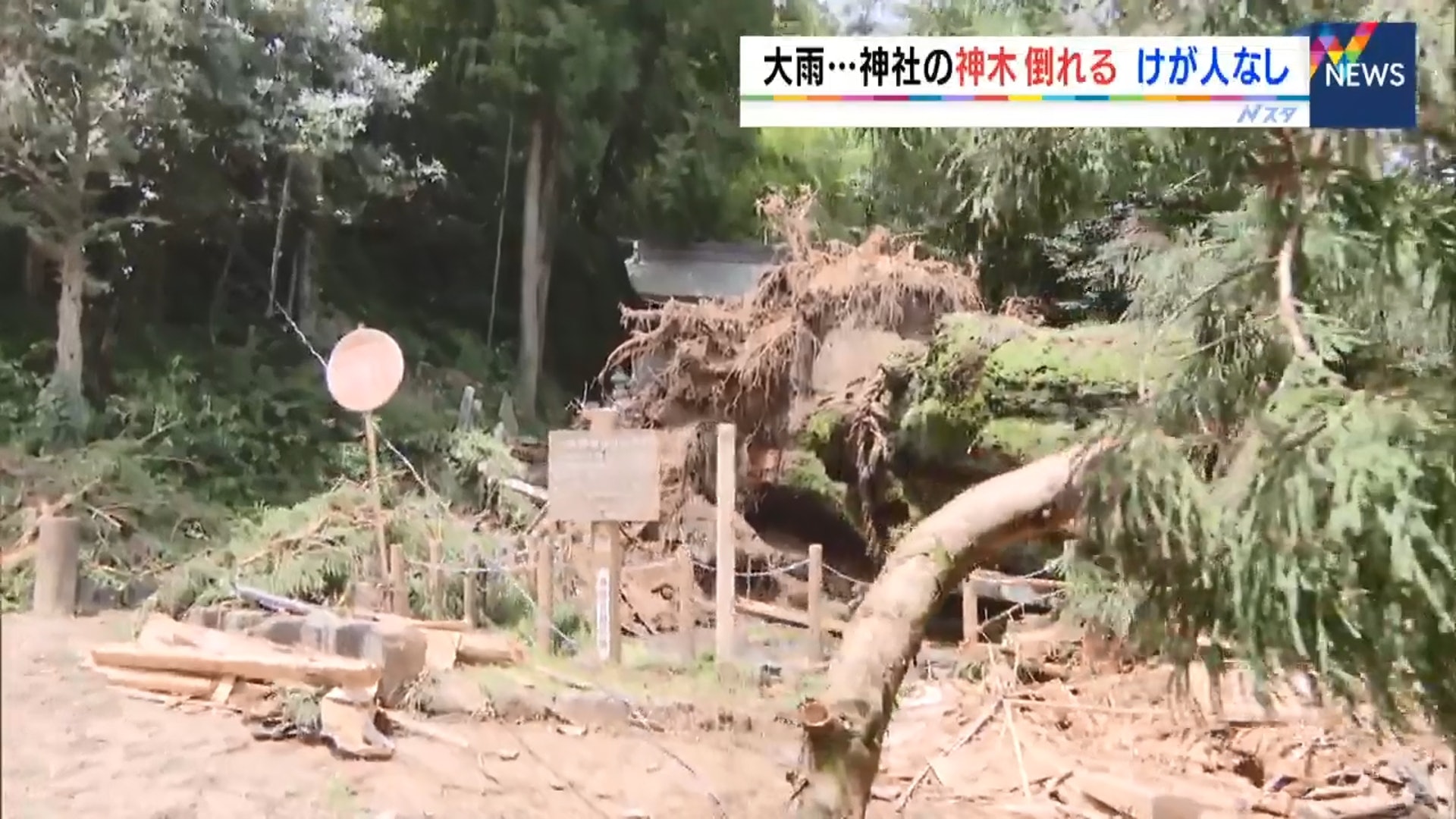岐阜縣一神社本來有棵過千年歷史的大樹,但因為暴雨令泥土變得鬆散,最終導致大樹倒塌,更壓倒多間住宅與電線桿,無人受傷。(CBS片段截圖) 岐阜縣一神社本來有棵過千年歷史的大樹,但因為暴雨令泥土變得鬆散,最終導致大樹倒塌,更壓倒多間住宅與電線桿,無人受傷。(CBS片段截圖)