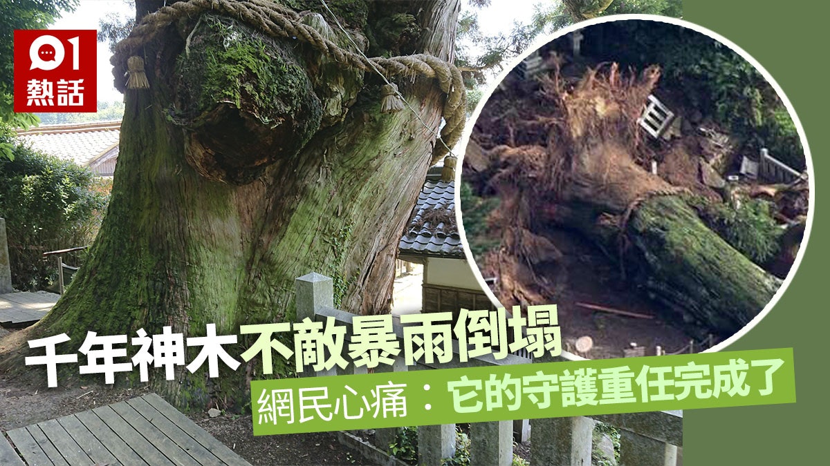 九州水災|岐阜縣千年神木瑞浪不敵洪水 沖致倒塌惹網民高呼心痛 九州水災|岐阜縣千年神木瑞浪不敵洪水 沖致倒塌惹網民高呼心痛