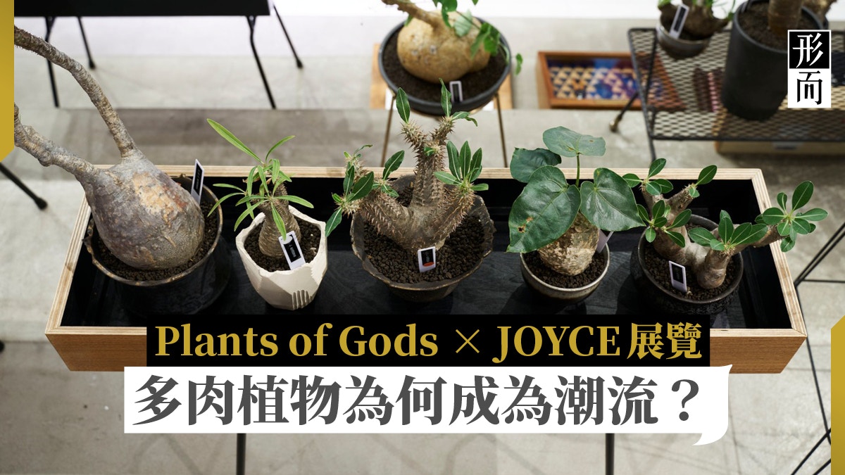 認識大熱塊根植物plants Of Gods把多肉植物帶到時尚名所joyce