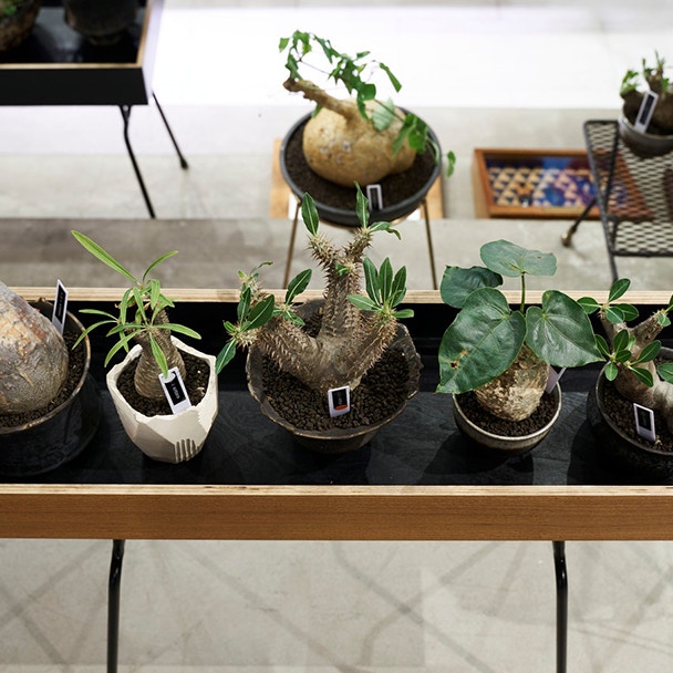 認識大熱塊根植物plants Of Gods把多肉植物帶到時尚名所joyce 認識大熱塊根植物plants Of Gods把多肉植物帶到時尚名所joyce