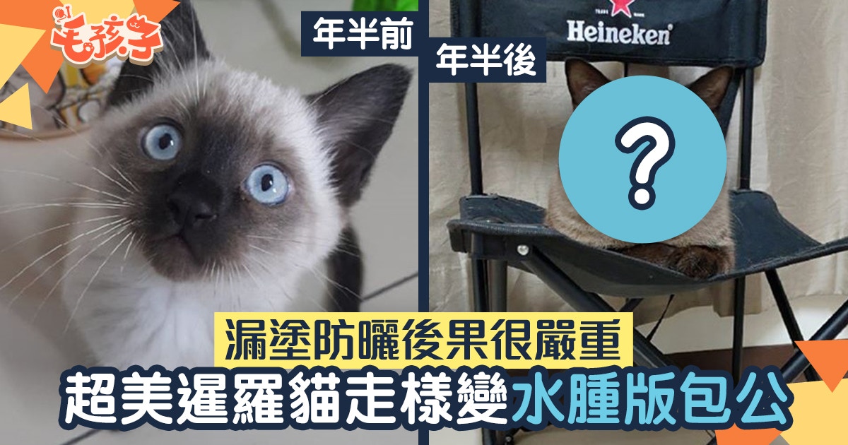 貓毛色 肯定沒塗防曬超美暹羅貓年半變 水腫包青天