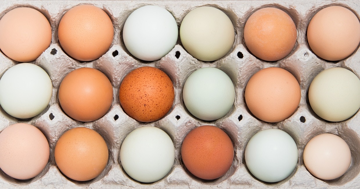 雞蛋其實有很多顏色，只是在市場上最常見的就是白色和啡色的雞蛋。（網上圖片）