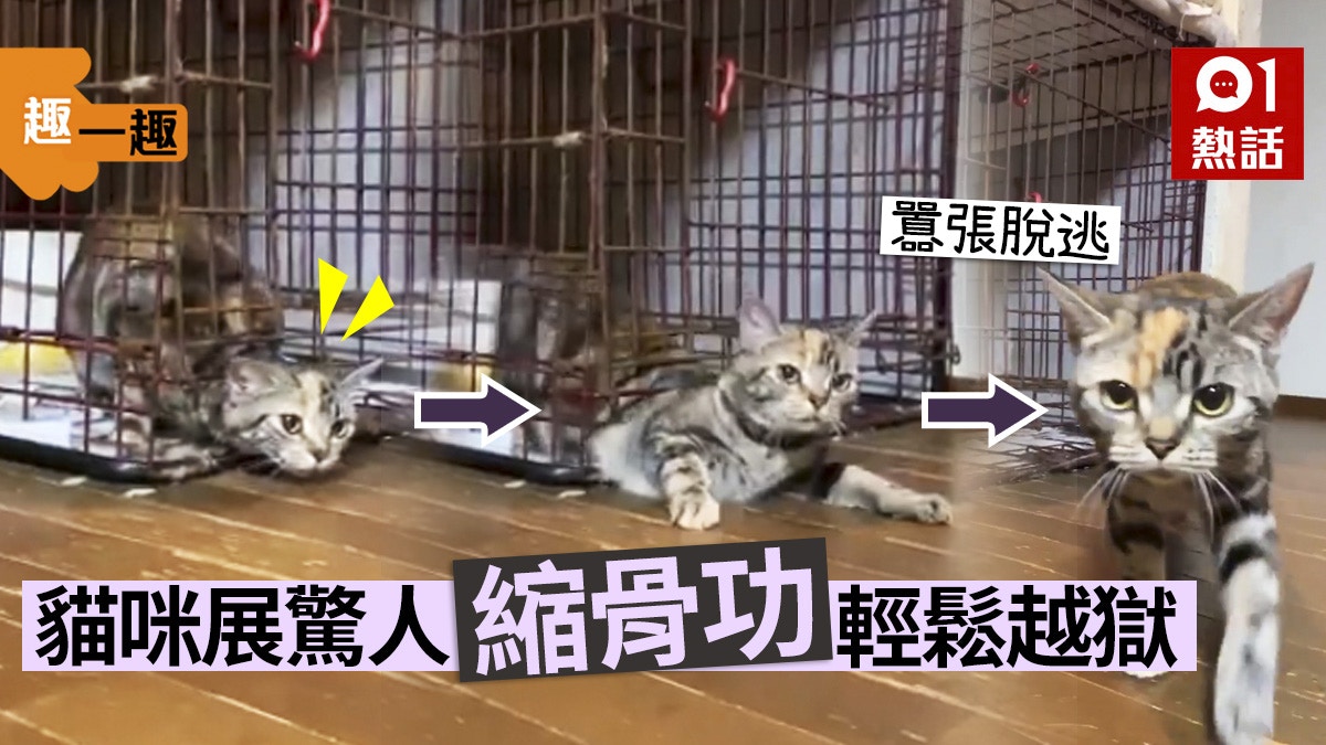 趣一趣│貓咪施展縮骨功「越獄」　鑽出鐵籠表情仲好得戚