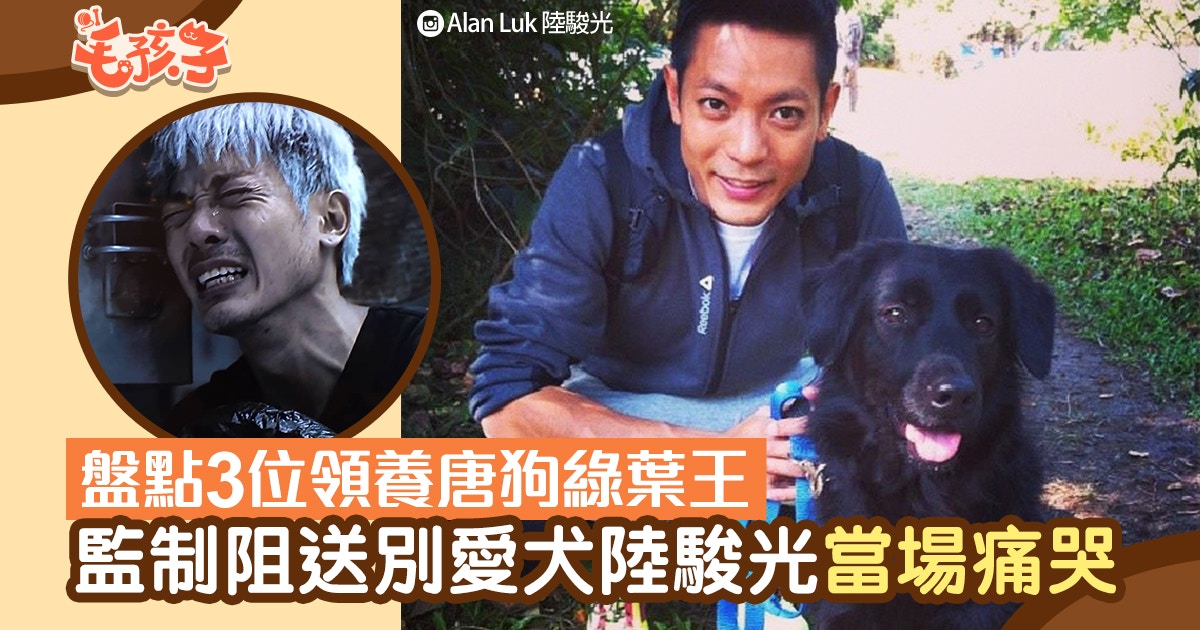 綠葉王│3個領養唐狗的藝人　陸駿光遭監製阻送別愛犬　當場痛哭