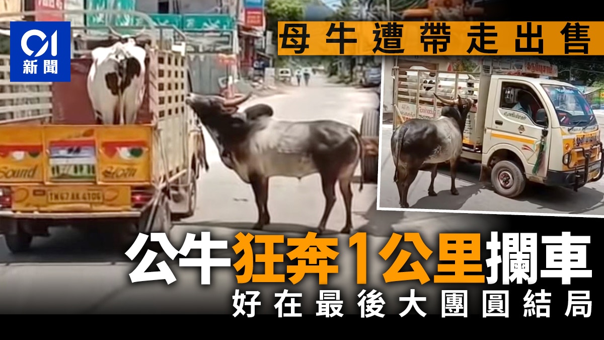 母牛遭賣走　深情公牛狂追1公里攔車　好心人現身拯救結局有洋蔥