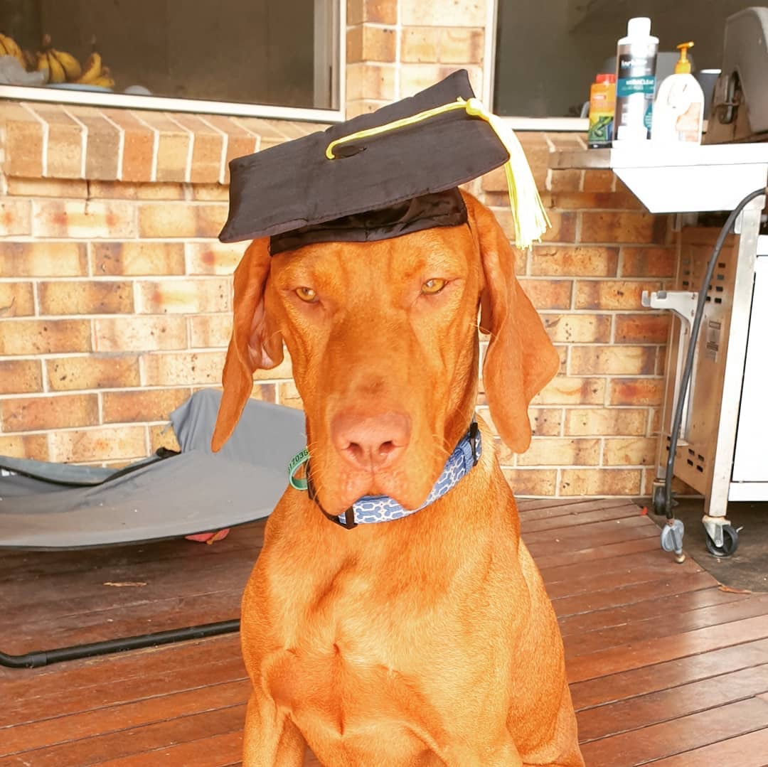 Dse 狗狗學霸懂1022個英文單字未算最叻最強還有