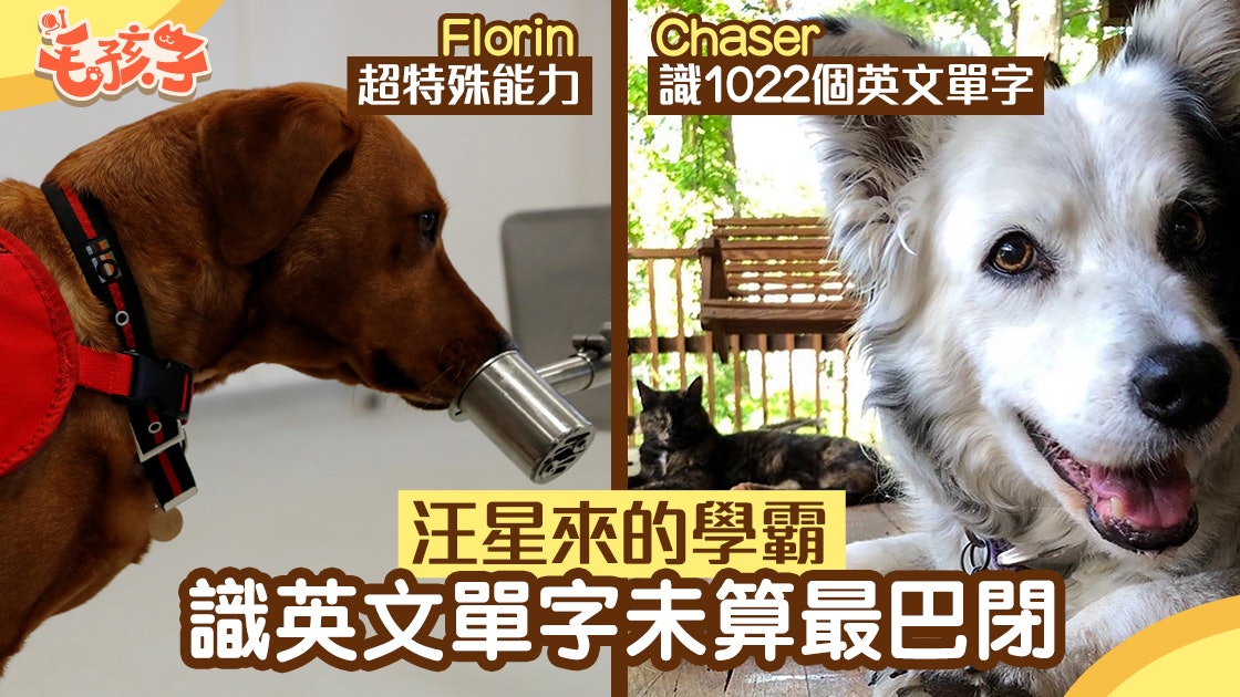 Dse 狗狗學霸懂1022個英文單字未算最叻最強還有 香港01 寵物