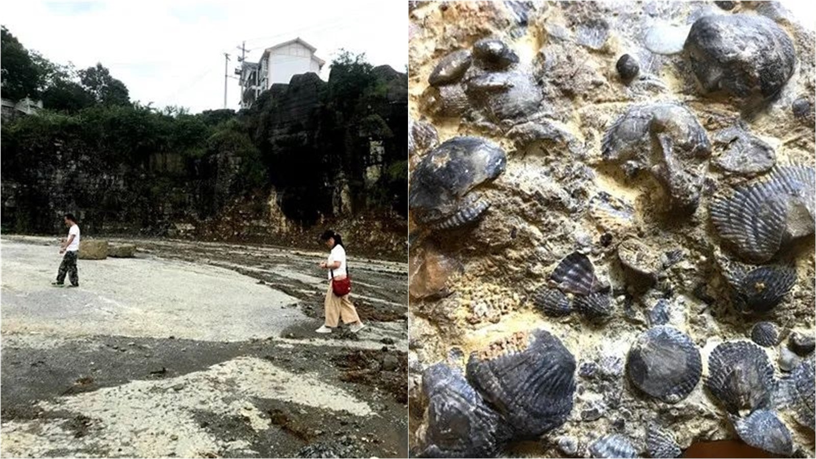 距今4.4億年|貴州建停車場意外挖到化石群 有八門類古生物化石 距今4.4億年|貴州建停車場意外挖到化石群 有八門類古生物化石