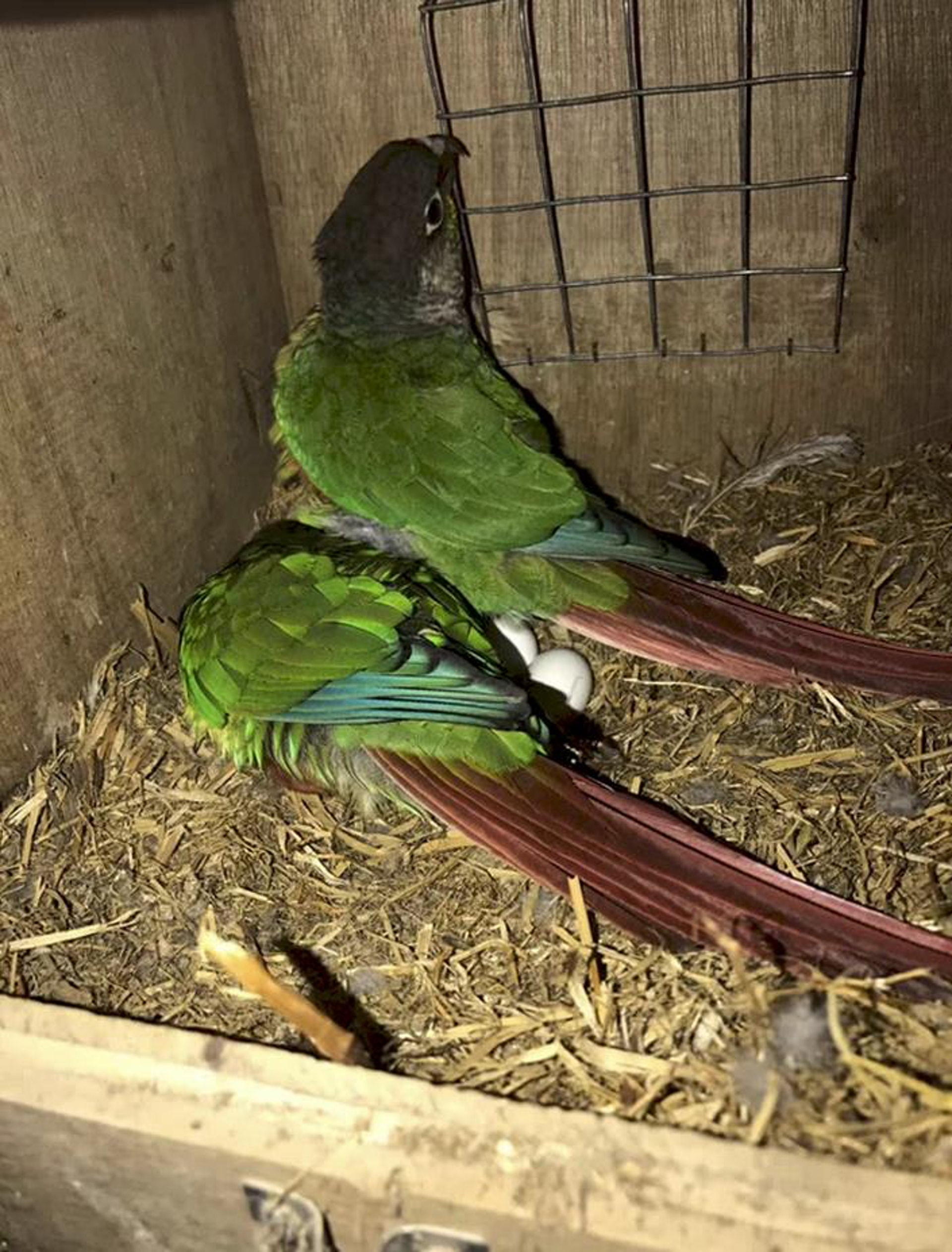 大學生網購鸚鵡轉賣被判監6年上訴辯稱涉案鸚鵡為馴養非野生