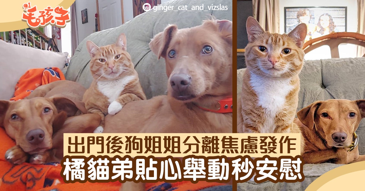 爸爸一離開家狗姐姐分離焦慮症發作橘貓弟窩心舉動讓牠秒冷靜 香港01 寵物