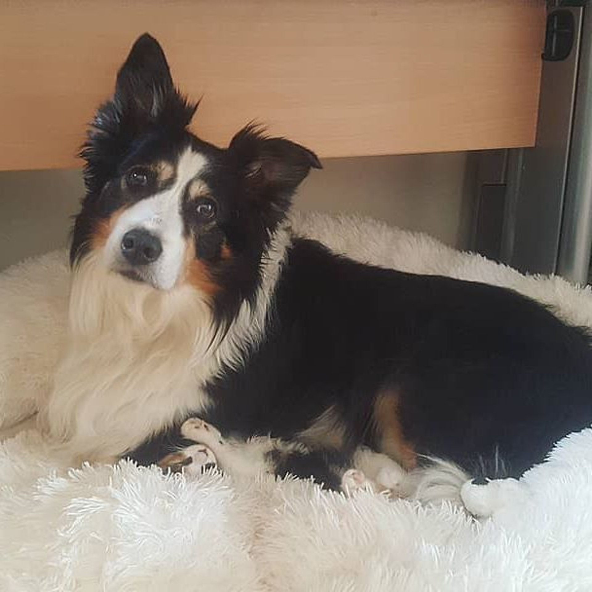 13歲牧羊犬狗失去好友超傷心同色系異種到來迎家送牠大驚喜 香港01 寵物 13歲牧羊犬狗失去好友超傷心同色系異種到來迎家送牠大驚喜 香港01 寵物