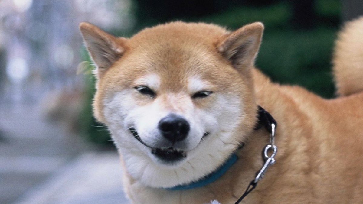 教你讀懂柴犬身體語言飛機耳唔一定等如happy 亂摸隨時出事 香港01 熱爆話題