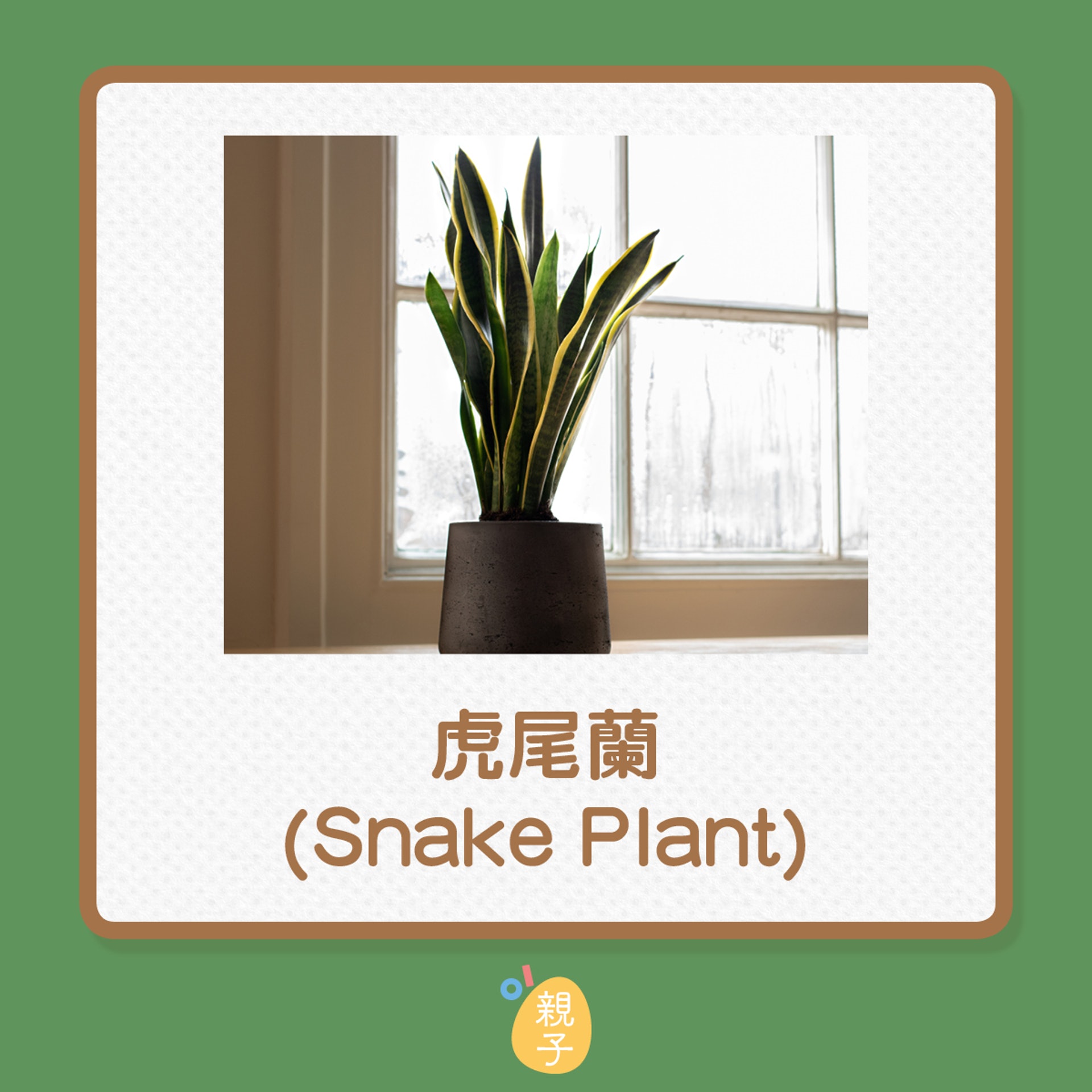 家居種植 室內種植物助小朋友記憶力提升推介5種適合的植物 家居種植 室內種植物助小朋友記憶力提升推介5種適合的植物