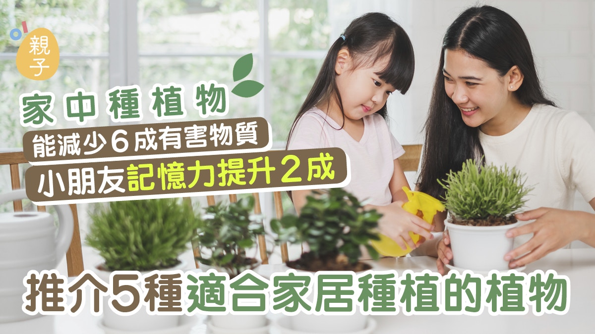 家居種植 室內種植物助小朋友記憶力提升推介5種適合的植物 香港01 親子