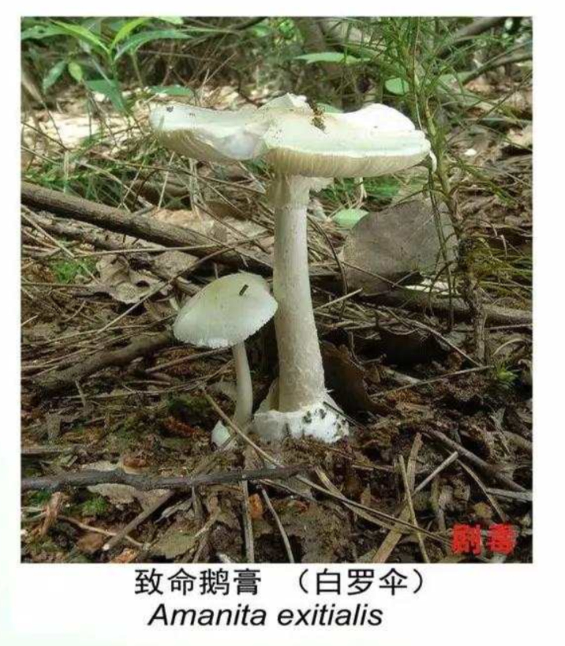 致命鵝膏(白羅傘) 致命鵝膏(白羅傘)