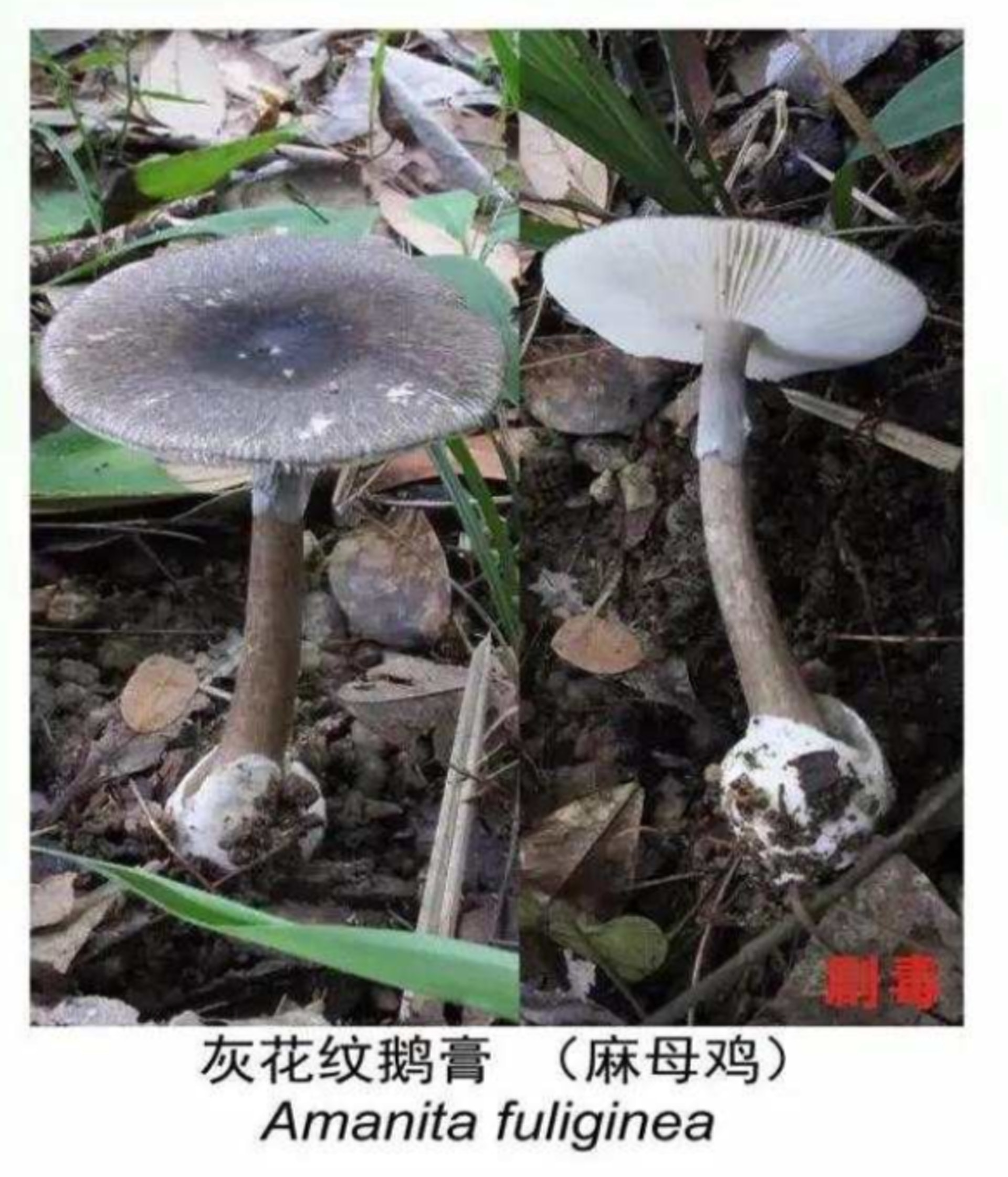 灰花紋鵝膏(麻母雞) 灰花紋鵝膏(麻母雞)