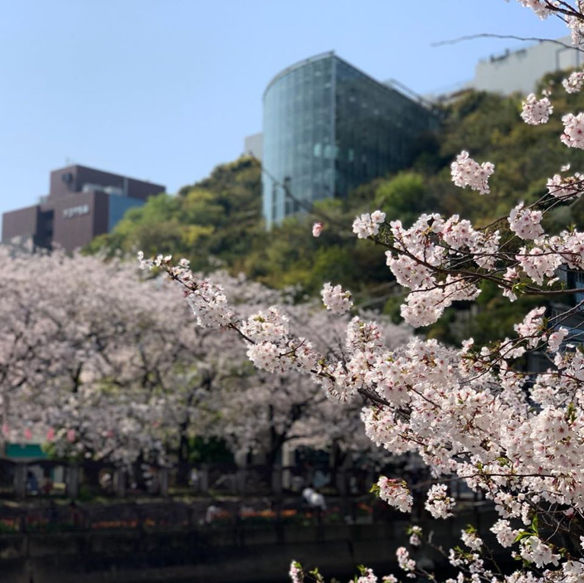 這片「森林」叫做階梯花園,從2樓到14樓的天井實施「屋頂綠化」種植樹木,將天神中央公園的綠化融合到建築物南側而建造。(Facebook / アクロス福岡) 這片「森林」叫做階梯花園,從2樓到14樓的天井實施「屋頂綠化」種植樹木,將天神中央公園的綠化融合到建築物南側而建造。(Facebook / アクロス福岡)
