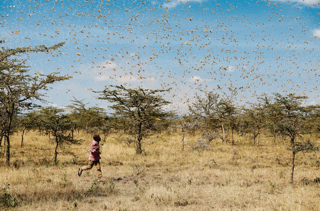 今年起蝗災不斷，東非肯尼亞也是重災區之一。（路透社）