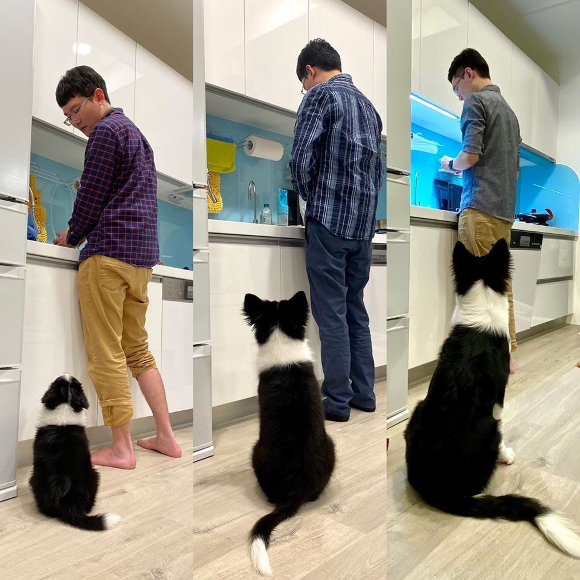 邊境牧羊犬成長停不了4個月體重暴增4倍爸爸相片全紀錄 邊境牧羊犬成長停不了4個月體重暴增4倍爸爸相片全紀錄