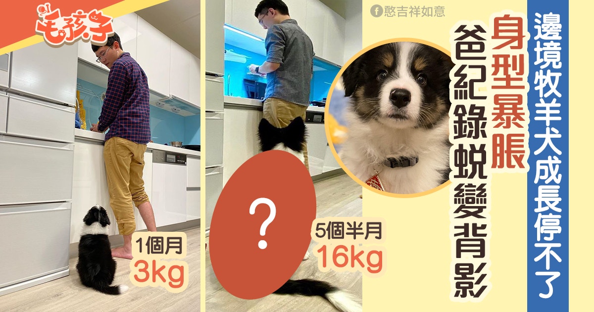 邊境牧羊犬成長停不了4個月體重暴增4倍爸爸相片全紀錄 香港01 寵物