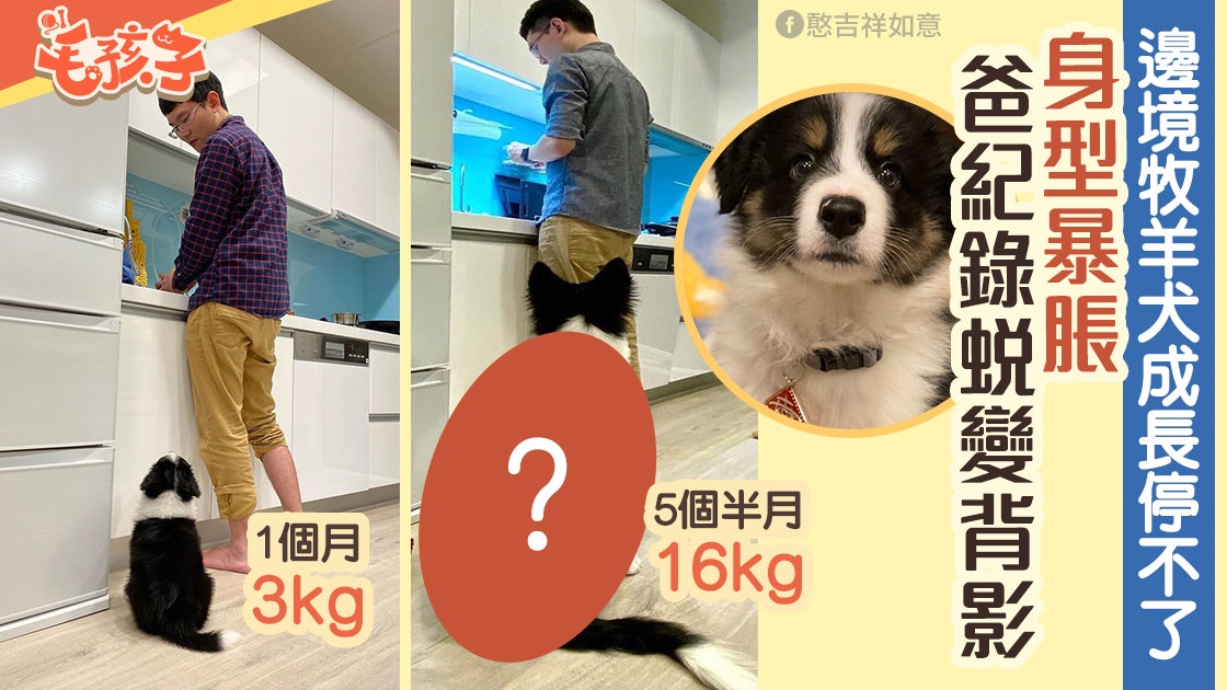 邊境牧羊犬成長停不了4個月體重暴增4倍爸爸相片全紀錄 香港01 寵物 邊境牧羊犬成長停不了4個月體重暴增4倍爸爸相片全紀錄 香港01 寵物