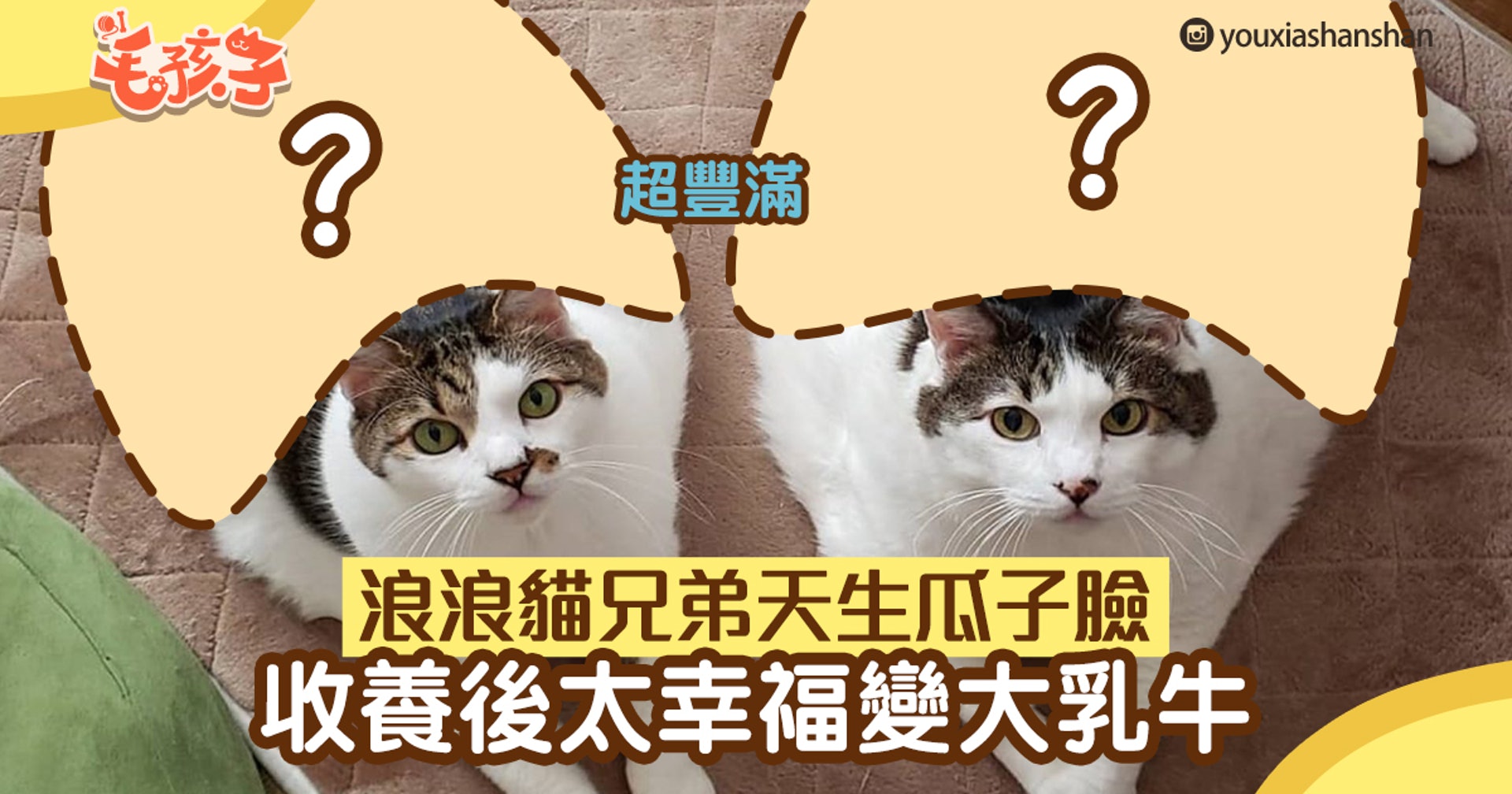 領養貓 流浪貓兄弟天生瓜子臉收養後太幸福變大乳牛 香港01 寵物 領養貓 流浪貓兄弟天生瓜子臉收養後太幸福變大乳牛 香港01 寵物