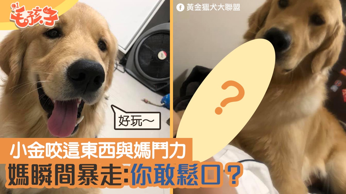 狗牙痕 金毛尋回犬緊咬這東西一放口害媽超痛 你敢鬆口 香港01 寵物