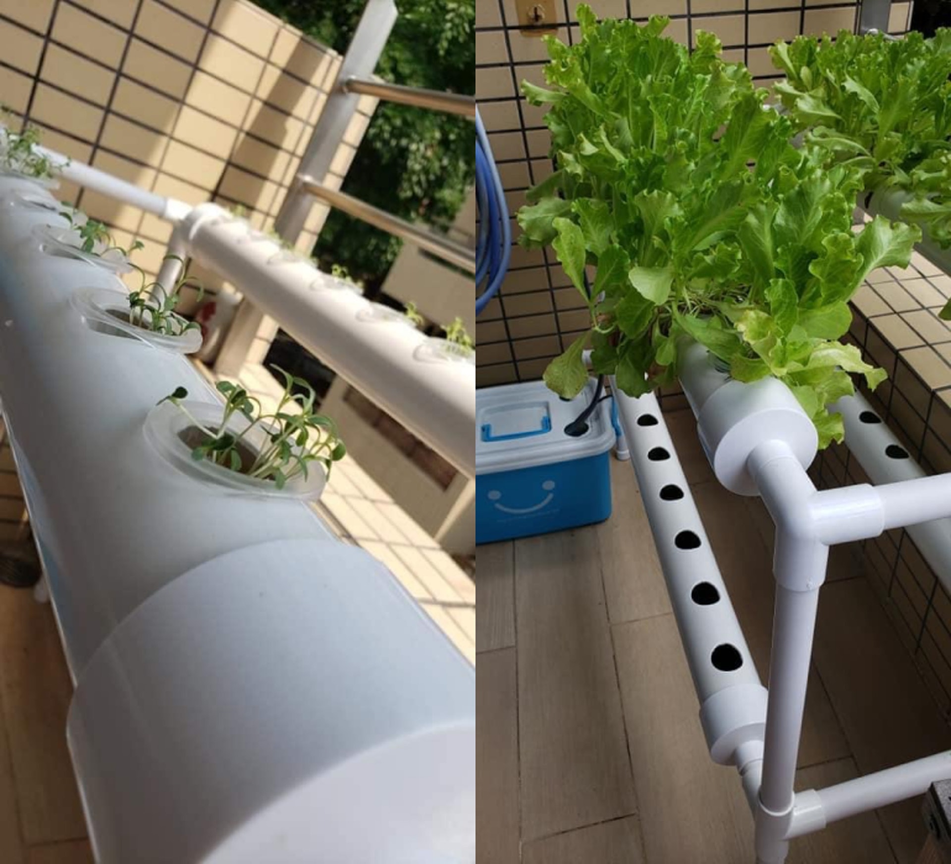 自家種植 網民實測用淘寶水耕菜機種新鮮蔬菜足不出戶有菜食 自家種植 網民實測用淘寶水耕菜機種新鮮蔬菜足不出戶有菜食