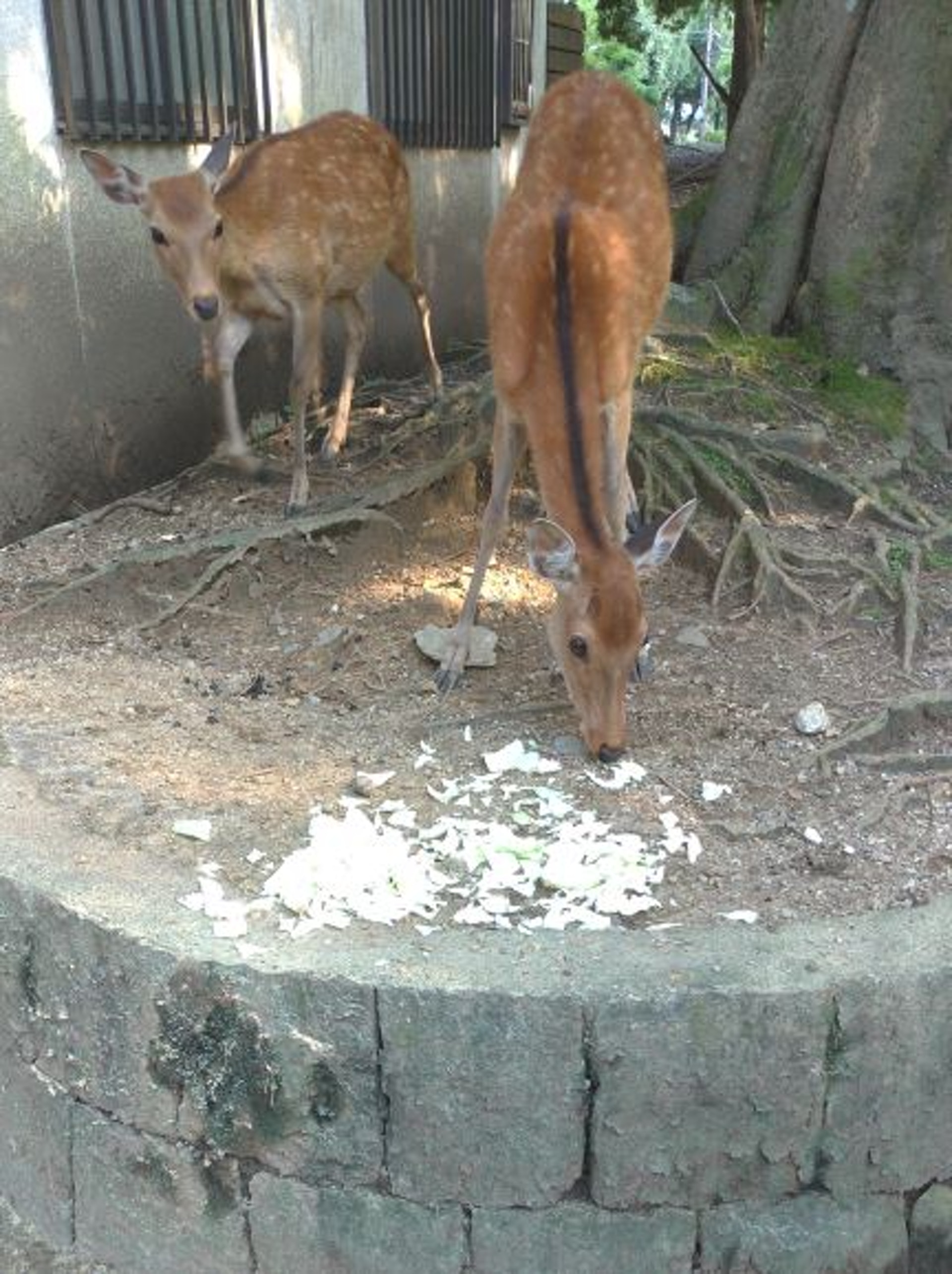 部份當地遊客熱心地以蔬菜餵飼鹿群,令牠們改到附近農地覓食。(Twitter圖片) 部份當地遊客熱心地以蔬菜餵飼鹿群,令牠們改到附近農地覓食。(Twitter圖片)
