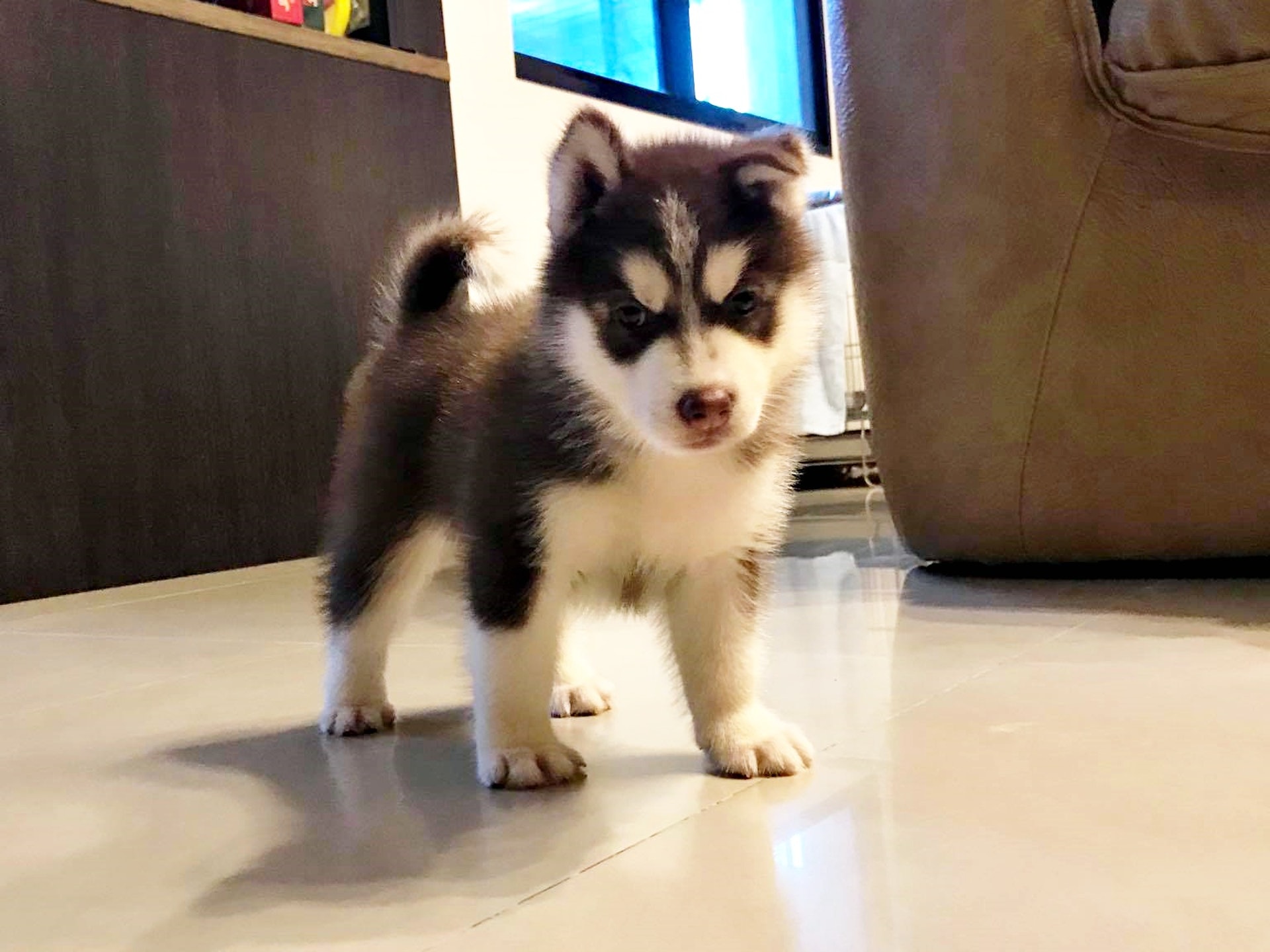 狗成長 雪橇犬1年間極速成長4kg變26kg 馬騮好友頓時大縮水 香港01 寵物